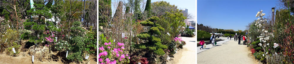 大阪城公園 春の植木市 ２０１６ ３